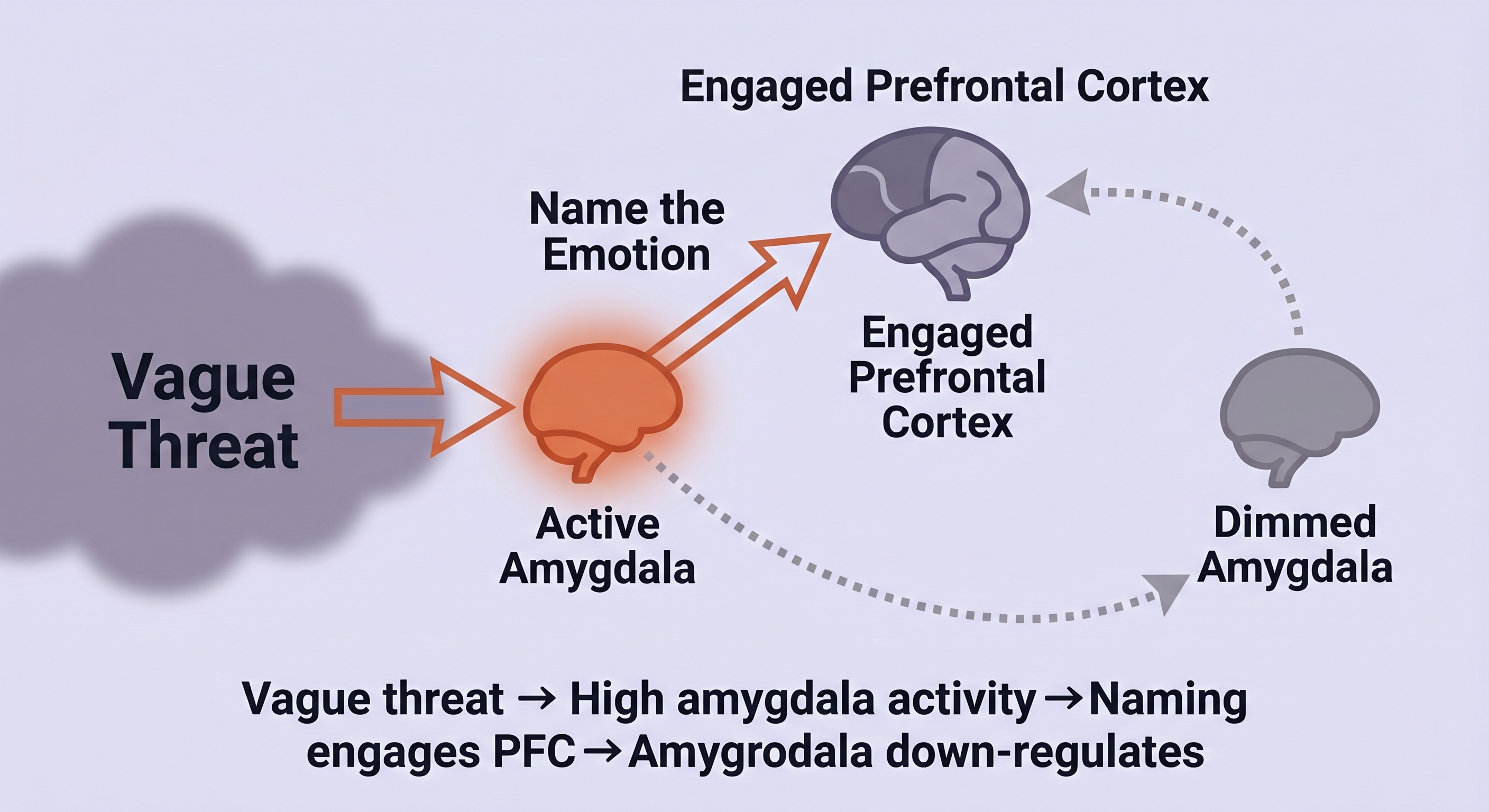 Diagram showing the affect labeling feedback loop: vague threat input leads to high amygdala activation, naming the emotion engages prefrontal cortex, which in turn reduces amygdala activity